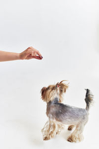 Dog on hand against white background