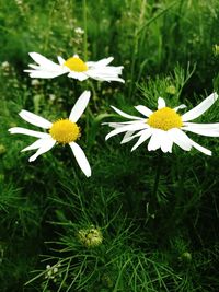 Close-up of daisy flowers blooming in field