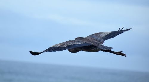 Low angle view of seagull flying over sea against clear sky