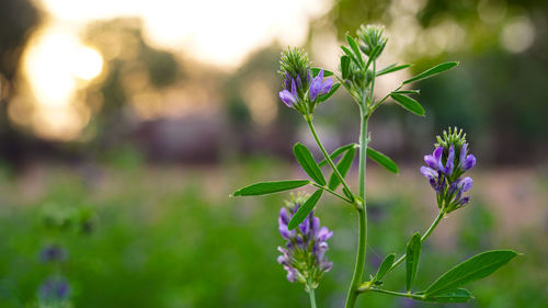 Close-up of purple flowering plant