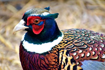 Ringneck pheasant