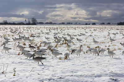 Flock of birds on snow covered land