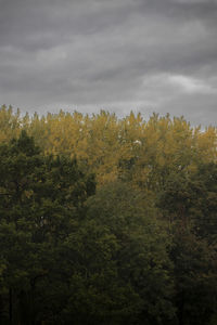 Trees growing in forest against sky