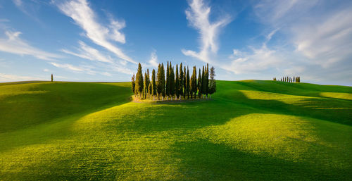 Group of italian cypresses near san quirico dorcia, aerial view, val dorcia, tuscany, italy