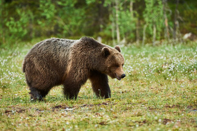 Full length of bear walking on grass