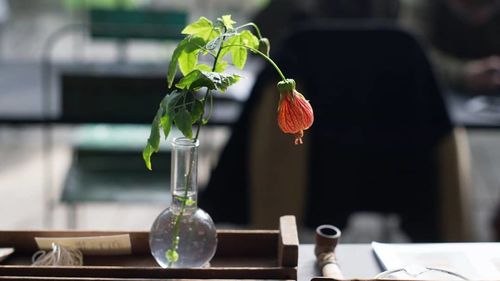 Close-up of flowers on table