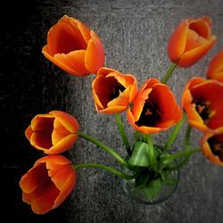 Close-up of orange flowers against black background