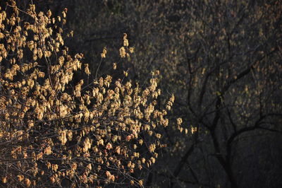 Plants growing on a tree