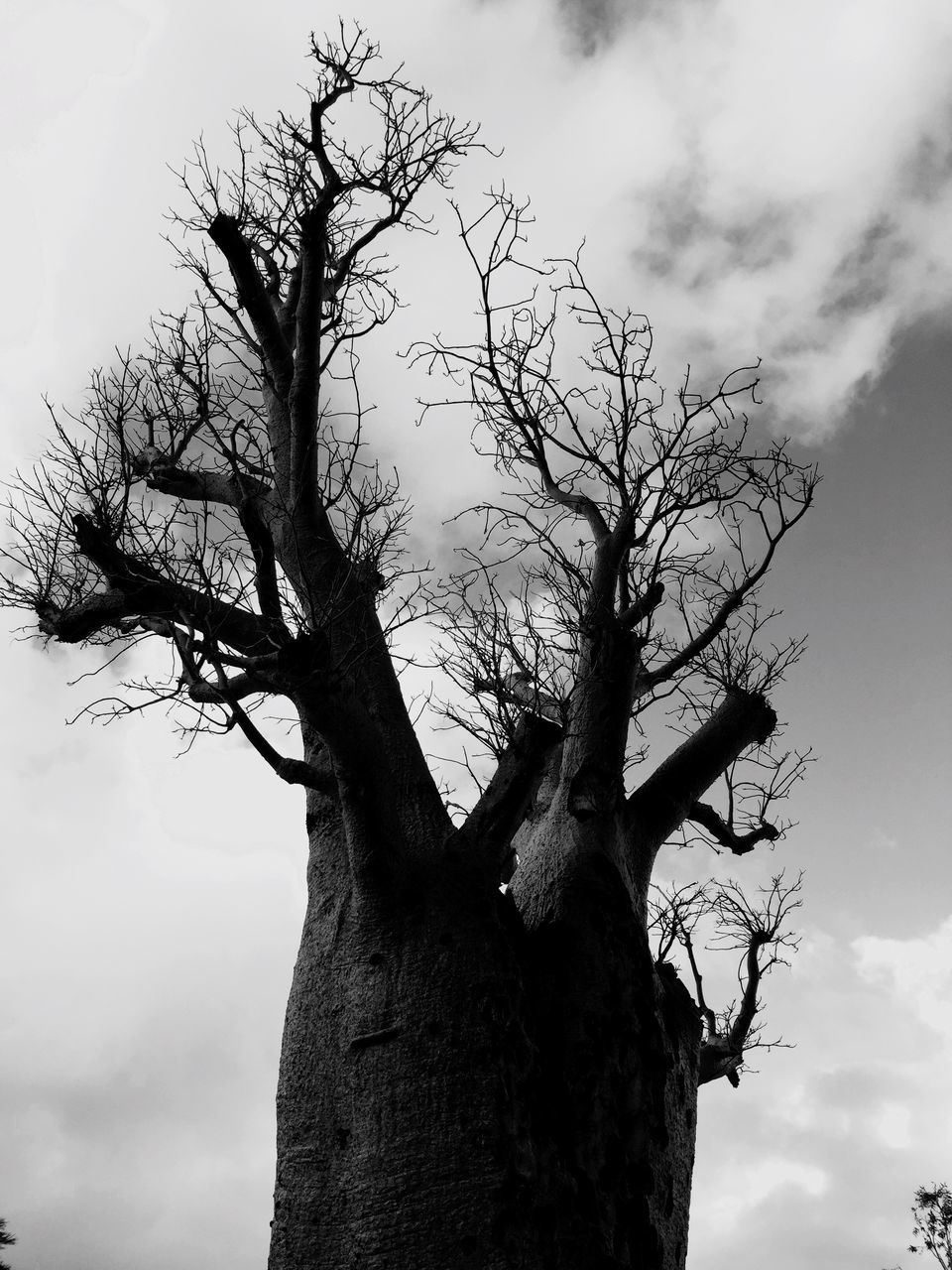 LOW ANGLE VIEW OF BARE TREES AGAINST SKY