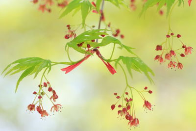 Close-up of leaves on twig