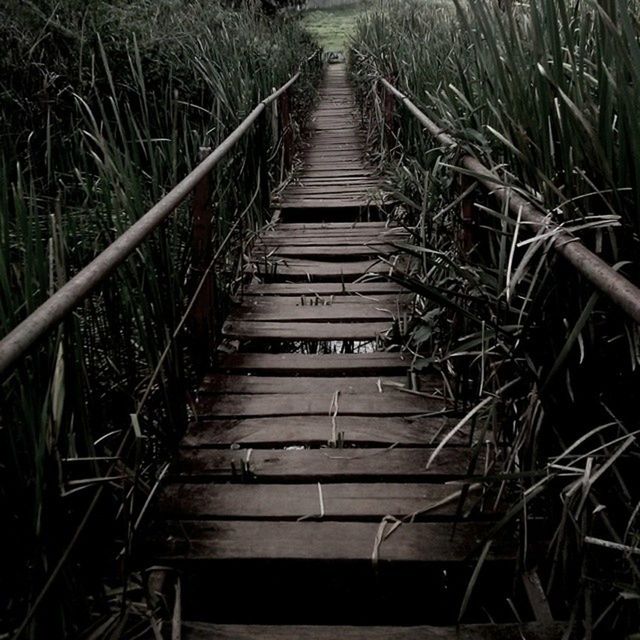 the way forward, diminishing perspective, vanishing point, wood - material, railing, plant, growth, narrow, long, tree, forest, no people, nature, tranquility, steps, day, wood, outdoors, boardwalk, high angle view