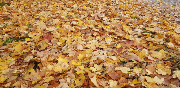 Full frame shot of autumn leaves