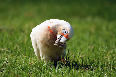 Close-up of bird perching on field