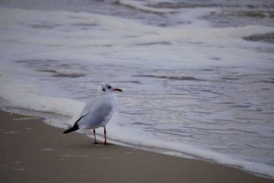 Seagull perching on a beach