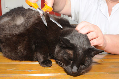 Close-up of hand holding cat