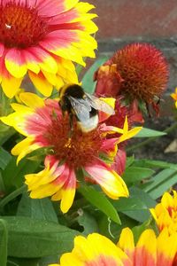 Close-up of bee on yellow flower