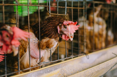 Hen in cages at farm