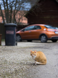 Cat on road