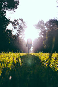 Rear view of person walking on yellow flower field