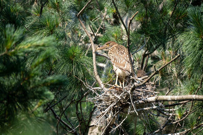 View of dead tree in forest