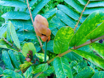 Close-up of fruits on leaves