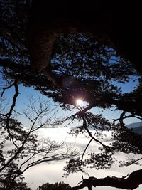 Low angle view of silhouette tree against sky