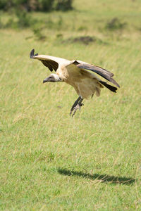 White-backed vulture glides towards landing in grass