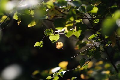 Close-up of leaves on tree