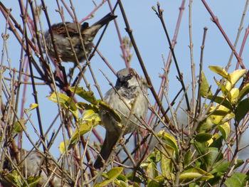 Low angle view of bird perching on branch