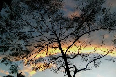 Silhouette of bare tree at sunset