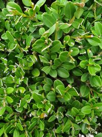 Full frame shot of green leaves