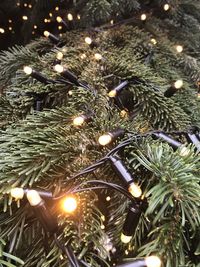 Close-up of illuminated christmas tree