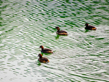 High angle view of ducks swimming in lake
