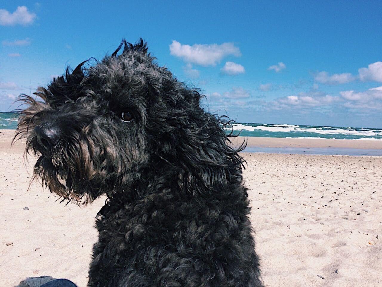 DOG AT BEACH