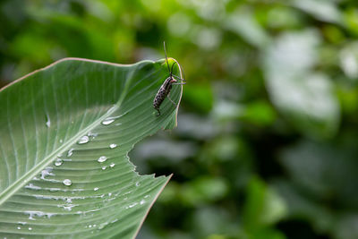Close-up of insect on leaf