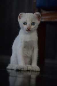 Portrait of white kitten