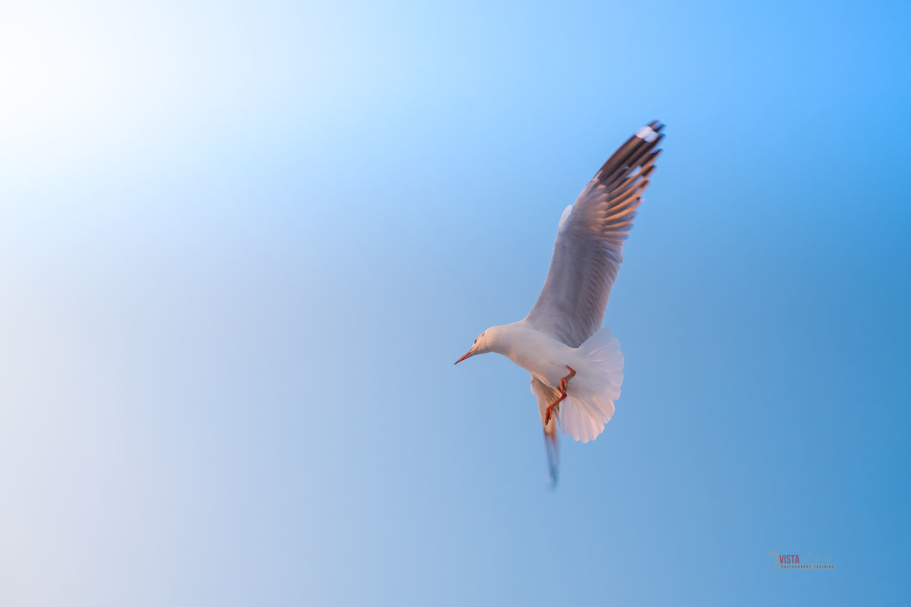 LOW ANGLE VIEW OF A BIRD FLYING