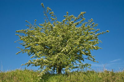 Low angle view of flowering tree against blue sky