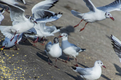 bird