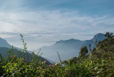 Plants and mountains against sky