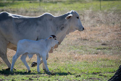 Cows on field