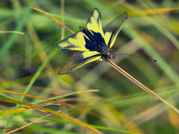 Close-up of butterfly on leaf