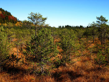 Trees on field against clear sky