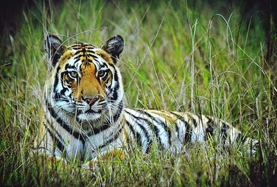 Close-up of a cat on grass