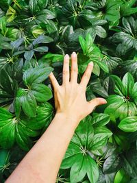 Midsection of person touching leaves