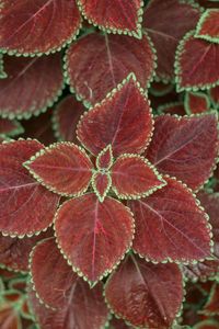 Full frame shot of red leaves