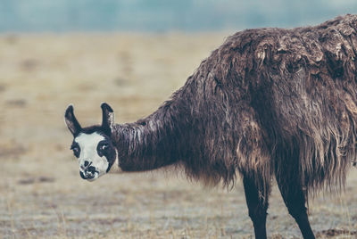 Portrait of lama standing on field