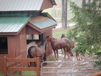 Horses in ranch