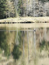 Reflection of trees in lake