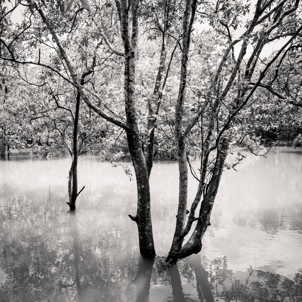 tree, plant, black and white, winter, monochrome photography, water, branch, monochrome, nature, tranquility, beauty in nature, fog, lake, snow, scenics - nature, mist, tranquil scene, day, environment, trunk, tree trunk, morning, outdoors, bare tree, land, no people, landscape, leaf, growth, reflection, non-urban scene, flower, sky